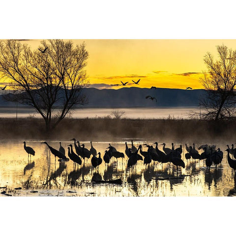 USA-New Mexico-Bernardo Wildlife Management Area-Sandhill cranes in water on foggy sunrise Black Modern Wood Framed Art Print by Jaynes Gallery