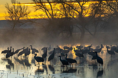 USA-New Mexico-Bernardo Wildlife Management Area-Sandhill cranes in water on foggy sunrise White Modern Wood Framed Art Print with Double Matting by Jaynes Gallery