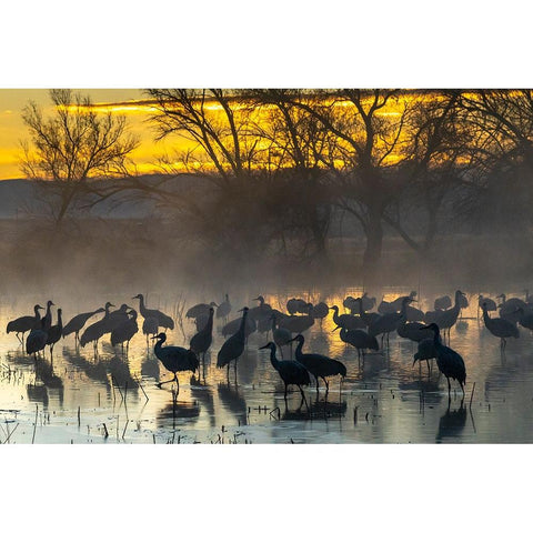 USA-New Mexico-Bernardo Wildlife Management Area-Sandhill cranes in water on foggy sunrise Black Modern Wood Framed Art Print by Jaynes Gallery