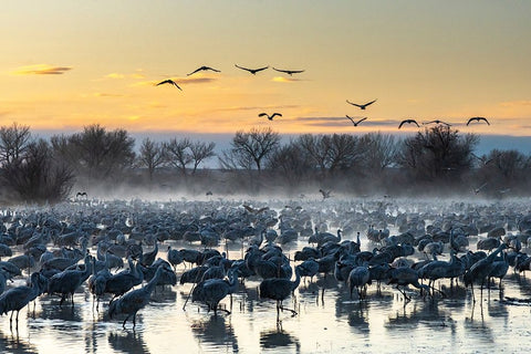 USA-New Mexico-Bernardo Wildlife Management Area-Sandhill cranes in water on foggy sunrise White Modern Wood Framed Art Print with Double Matting by Jaynes Gallery