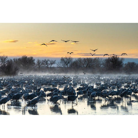 USA-New Mexico-Bernardo Wildlife Management Area-Sandhill cranes in water on foggy sunrise Black Modern Wood Framed Art Print by Jaynes Gallery