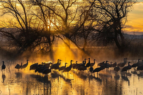 USA-New Mexico-Bernardo Wildlife Management Area-Sandhill cranes in water on foggy sunrise White Modern Wood Framed Art Print with Double Matting by Jaynes Gallery