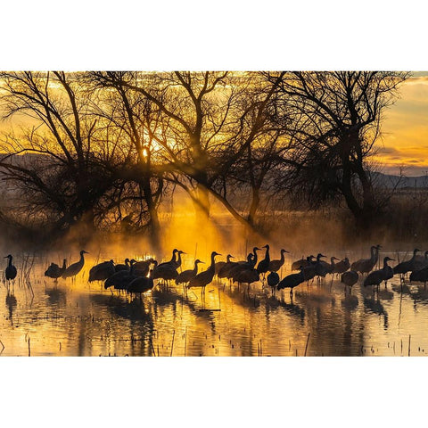 USA-New Mexico-Bernardo Wildlife Management Area-Sandhill cranes in water on foggy sunrise Black Modern Wood Framed Art Print by Jaynes Gallery