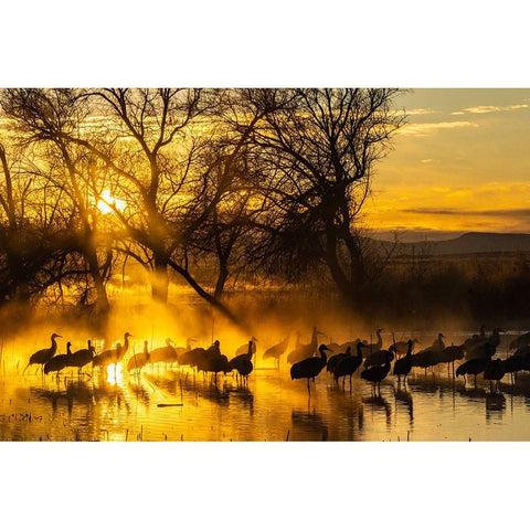 USA-New Mexico-Bernardo Wildlife Management Area-Sandhill cranes in water on foggy sunrise Black Modern Wood Framed Art Print by Jaynes Gallery