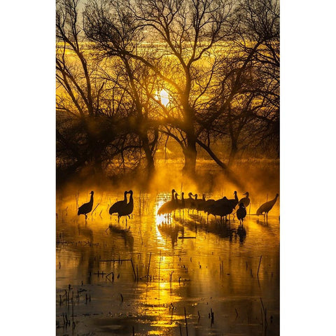 USA-New Mexico-Bernardo Wildlife Management Area-Sandhill cranes in water on foggy sunrise Black Modern Wood Framed Art Print by Jaynes Gallery