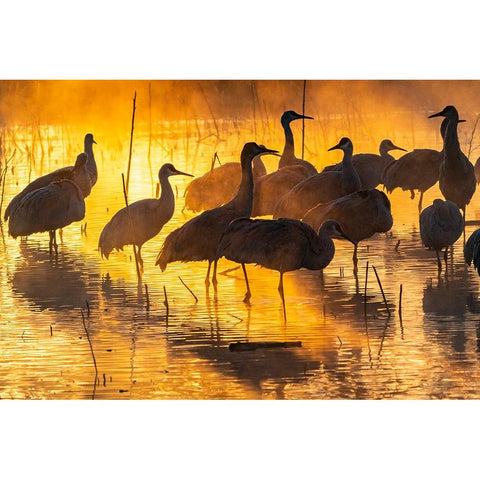 USA-New Mexico-Bernardo Wildlife Management Area-Sandhill cranes in water on foggy sunrise White Modern Wood Framed Art Print by Jaynes Gallery
