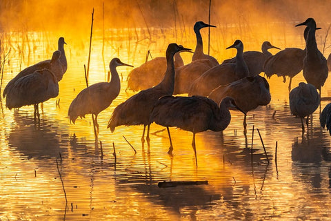 USA-New Mexico-Bernardo Wildlife Management Area-Sandhill cranes in water on foggy sunrise Black Ornate Wood Framed Art Print with Double Matting by Jaynes Gallery