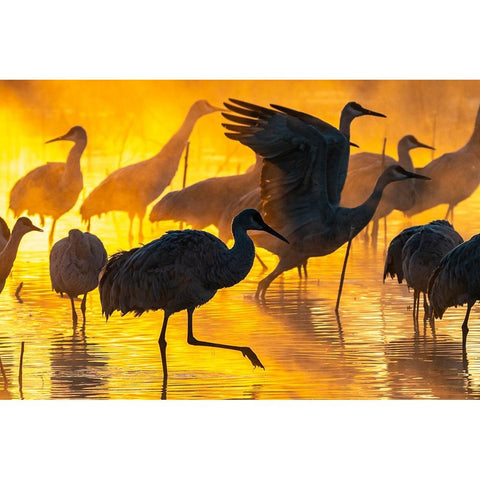 USA-New Mexico-Bernardo Wildlife Management Area-Sandhill cranes in water on foggy sunrise Black Modern Wood Framed Art Print by Jaynes Gallery