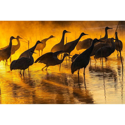 USA-New Mexico-Bernardo Wildlife Management Area-Sandhill cranes in water on foggy sunrise Black Modern Wood Framed Art Print by Jaynes Gallery