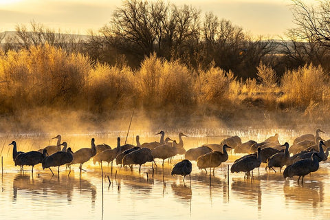 USA-New Mexico-Bernardo Wildlife Management Area-Sandhill cranes in water on foggy sunrise White Modern Wood Framed Art Print with Double Matting by Jaynes Gallery