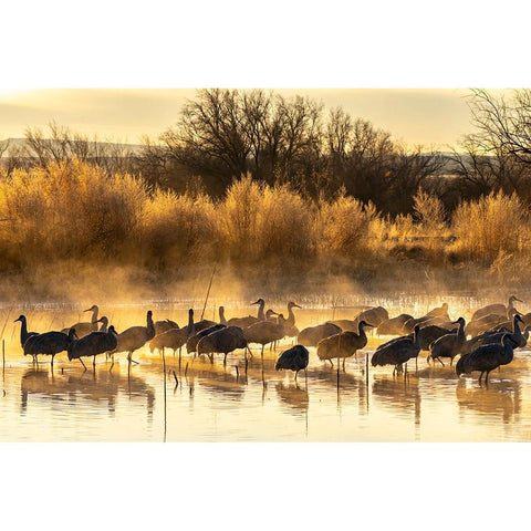USA-New Mexico-Bernardo Wildlife Management Area-Sandhill cranes in water on foggy sunrise Black Modern Wood Framed Art Print by Jaynes Gallery