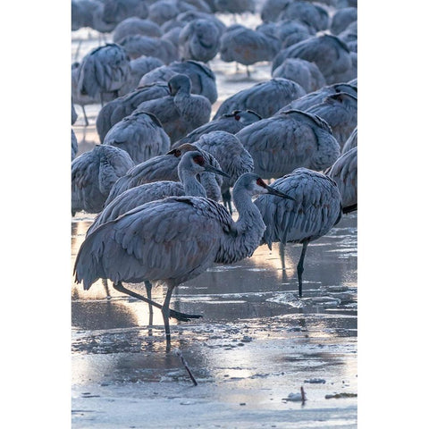 USA-New Mexico-Bernardo Wildlife Management Area-Sandhill cranes in icy water on foggy sunrise Black Modern Wood Framed Art Print by Jaynes Gallery