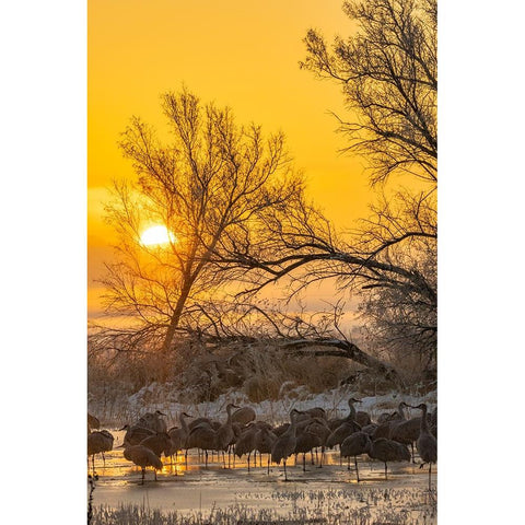 USA-New Mexico-Bernardo Wildlife Management Area-Sandhill cranes in icy water on foggy sunrise Black Modern Wood Framed Art Print by Jaynes Gallery