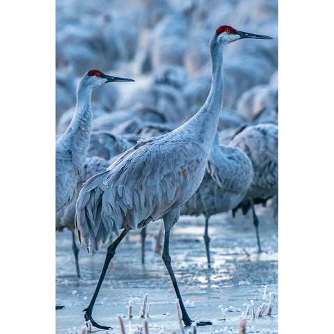USA-New Mexico-Bernardo Wildlife Management Area-Sandhill cranes in icy water at sunrise Black Modern Wood Framed Art Print by Jaynes Gallery