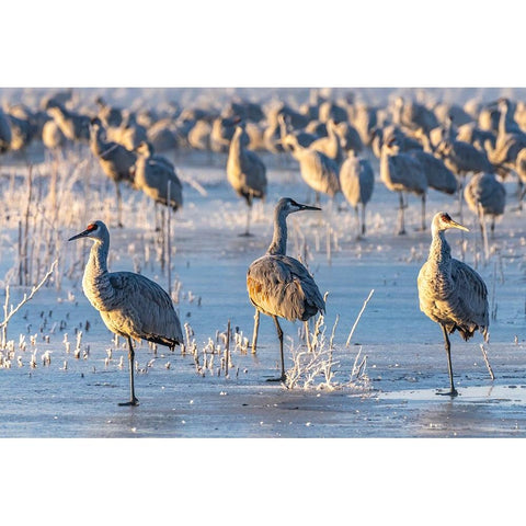 USA-New Mexico-Bernardo Wildlife Management Area-Sandhill cranes standing on ice at sunrise Black Modern Wood Framed Art Print by Jaynes Gallery
