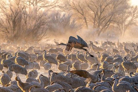 USA-New Mexico-Bernardo Wildlife Management Area-Sandhill crane taking flight on foggy sunrise Black Ornate Wood Framed Art Print with Double Matting by Jaynes Gallery
