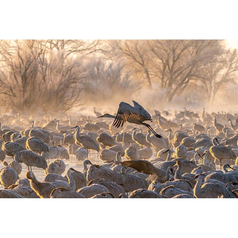 USA-New Mexico-Bernardo Wildlife Management Area-Sandhill crane taking flight on foggy sunrise Black Modern Wood Framed Art Print by Jaynes Gallery