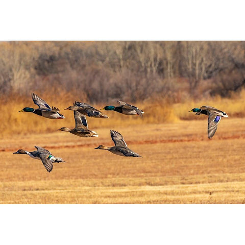 USA-New Mexico-Bosque del Apache National Wildlife Refuge-Mallard and pintail ducks in flight Black Modern Wood Framed Art Print by Jaynes Gallery