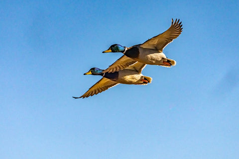 USA-New Mexico-Bosque del Apache National Wildlife Refuge-Mallard drakes in flight White Modern Wood Framed Art Print with Double Matting by Jaynes Gallery