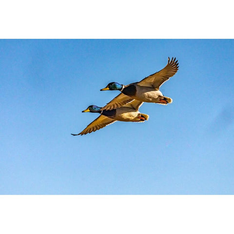USA-New Mexico-Bosque del Apache National Wildlife Refuge-Mallard drakes in flight Gold Ornate Wood Framed Art Print with Double Matting by Jaynes Gallery