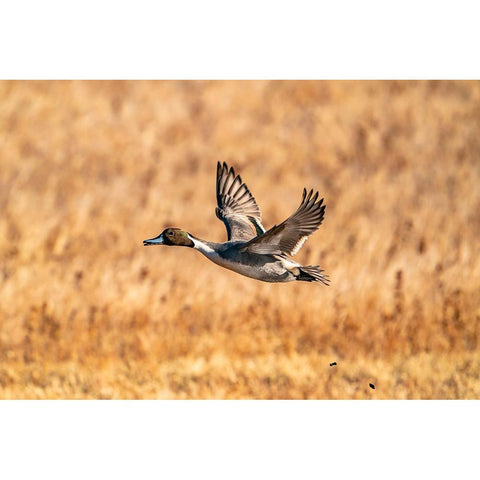 USA-New Mexico-Bosque del Apache National Wildlife Refuge-Pintail duck drake in flight Black Modern Wood Framed Art Print with Double Matting by Jaynes Gallery
