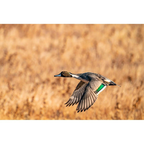 USA-New Mexico-Bosque del Apache National Wildlife Refuge-Pintail duck drake in flight Black Modern Wood Framed Art Print by Jaynes Gallery