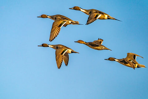 USA-New Mexico-Bosque del Apache National Wildlife Refuge-Pintail duck males and female in flight White Modern Wood Framed Art Print with Double Matting by Jaynes Gallery