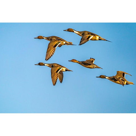 USA-New Mexico-Bosque del Apache National Wildlife Refuge-Pintail duck males and female in flight Black Modern Wood Framed Art Print by Jaynes Gallery