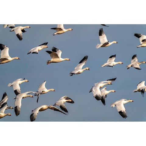 USA-New Mexico-Bosque del Apache National Wildlife Refuge-Snow geese flock in flight Black Modern Wood Framed Art Print by Jaynes Gallery