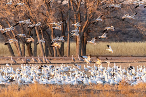 USA-New Mexico-Bosque del Apache National Wildlife Refuge-Snow geese feeding at sunrise White Modern Wood Framed Art Print with Double Matting by Jaynes Gallery