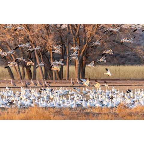 USA-New Mexico-Bosque del Apache National Wildlife Refuge-Snow geese feeding at sunrise Black Modern Wood Framed Art Print by Jaynes Gallery