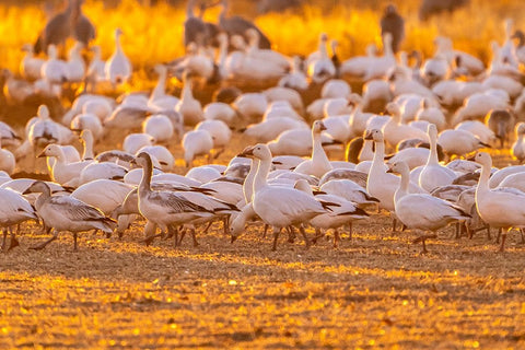 USA-New Mexico-Bernardo Wildlife Management Area-Snow geese feeding at sunset White Modern Wood Framed Art Print with Double Matting by Jaynes Gallery