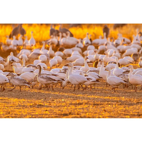 USA-New Mexico-Bernardo Wildlife Management Area-Snow geese feeding at sunset Black Modern Wood Framed Art Print by Jaynes Gallery