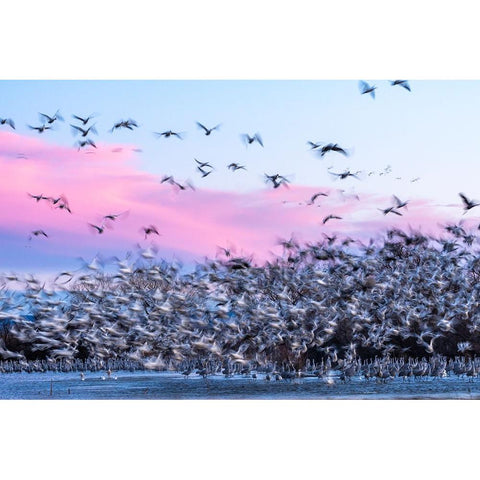 USA-New Mexico-Bernardo Wildlife Management Area-Snow geese take flight over sandhill cranes at sun Black Modern Wood Framed Art Print by Jaynes Gallery