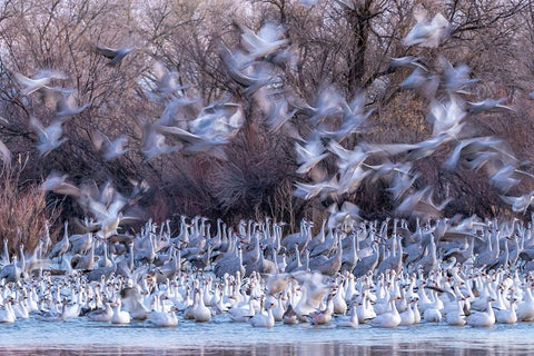 USA-New Mexico-Bernardo Wildlife Management Area-Snow geese and sandhill cranes at sunset Black Ornate Wood Framed Art Print with Double Matting by Jaynes Gallery