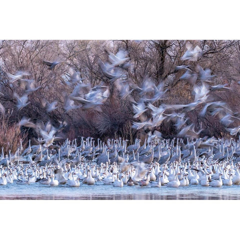 USA-New Mexico-Bernardo Wildlife Management Area-Snow geese and sandhill cranes at sunset Black Modern Wood Framed Art Print by Jaynes Gallery