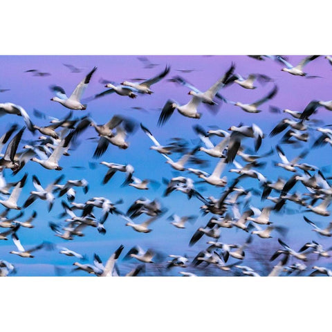 USA-New Mexico-Bernardo Wildlife Management Area-Blur of snow geese in flight at sunset Black Modern Wood Framed Art Print by Jaynes Gallery