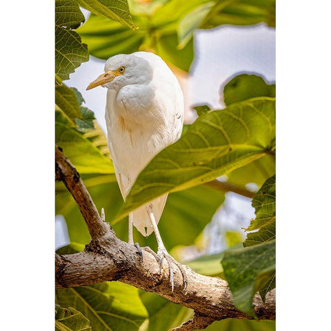 USA-New Mexico-Alamogordo-Alameda Park Zoo Cattle egret in tree Black Modern Wood Framed Art Print by Jaynes Gallery