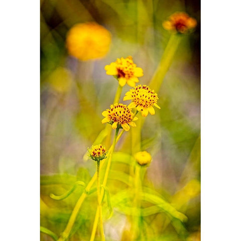 USA-New Mexico-Alamogordo Close-up of wildflowers Black Modern Wood Framed Art Print by Jaynes Gallery