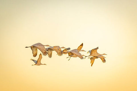 USA- New Mexico- Bosque del Apache National Wildlife Reserve. Sandhill cranes in flight. Black Ornate Wood Framed Art Print with Double Matting by Jaynes Gallery
