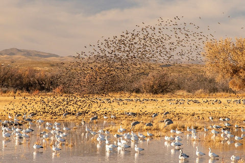 USA- New Mexico- Bosque Del Apache National Wildlife Refuge. Red-winged blackbird flock White Modern Wood Framed Art Print with Double Matting by Jaynes Gallery