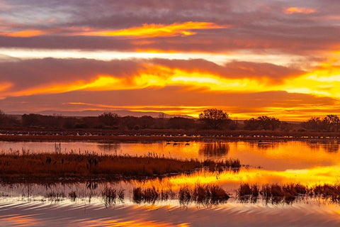 USA- New Mexico- Bosque Del Apache National Wildlife Refuge. Sunrise reflections on ponds. Black Ornate Wood Framed Art Print with Double Matting by Jaynes Gallery