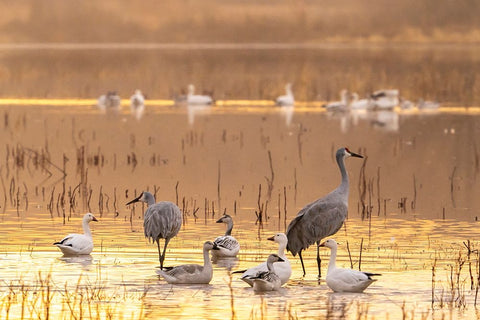 USA- New Mexico- Bosque Del Apache National Wildlife Refuge. Sandhill cranes and snow geese Black Ornate Wood Framed Art Print with Double Matting by Jaynes Gallery