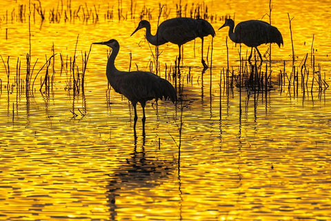 USA- New Mexico- Bosque Del Apache National Wildlife Refuge. Sandhill crane silhouettes at sunset. Black Ornate Wood Framed Art Print with Double Matting by Jaynes Gallery