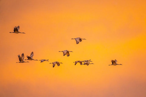 USA- New Mexico- Bosque Del Apache National Wildlife Refuge. Sandhill cranes flying at sunset. Black Ornate Wood Framed Art Print with Double Matting by Jaynes Gallery