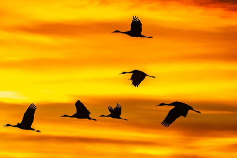 USA- New Mexico- Bosque Del Apache National Wildlife Refuge. Sandhill cranes flying at sunset. Black Ornate Wood Framed Art Print with Double Matting by Jaynes Gallery