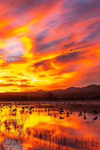 USA- New Mexico- Bosque Del Apache National Wildlife Refuge. Sandhill cranes and snow geese Black Ornate Wood Framed Art Print with Double Matting by Jaynes Gallery