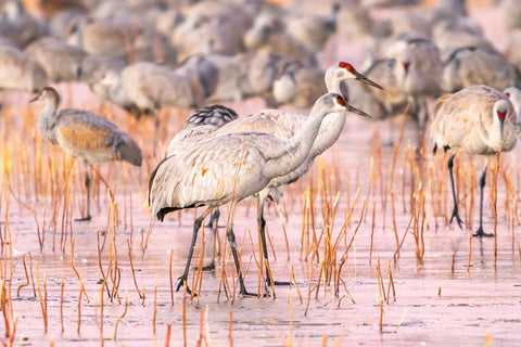 USA- New Mexico- Bosque Del Apache National Wildlife Refuge. Sandhill cranes walking on ice. Black Ornate Wood Framed Art Print with Double Matting by Jaynes Gallery