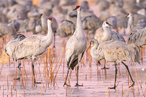 USA- New Mexico- Bosque Del Apache National Wildlife Refuge. Sandhill cranes walking on ice. Black Ornate Wood Framed Art Print with Double Matting by Jaynes Gallery