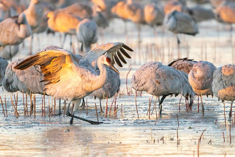 USA- New Mexico- Bosque Del Apache National Wildlife Refuge. Sandhill cranes walking on ice. Black Ornate Wood Framed Art Print with Double Matting by Jaynes Gallery